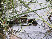 Poule d'eau (ord Anseriformes) (fam Annatides) (Photo F. Mrugala) (10)